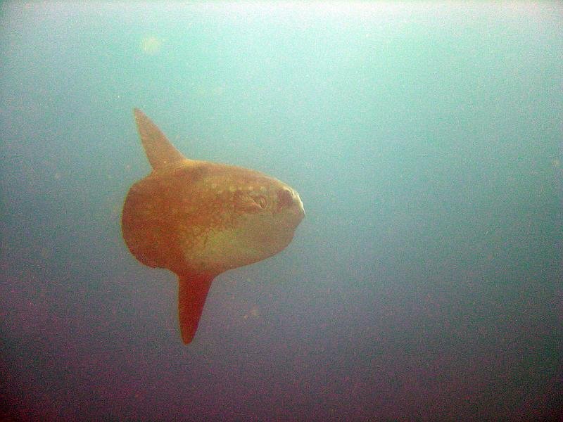 Mola Mola2 